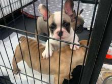 Puppies for sale french bulldog - Austria, Vienna. Price 21 €