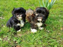 Puppies for sale lhasa apso - Sweden, Norcheping. Price 155 €