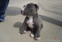 Puppies for sale american pit-bull terrier - Ireland, Dublin. Price 10 €