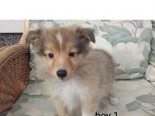 Puppies for sale sheltie (shetland sheepdog) - Sweden, Stockholm. Price 32 €