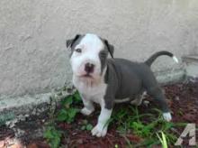 Puppies for sale american pit-bull terrier - France, Lion. Price 21 €