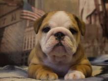 Puppies for sale english bulldog - Denmark, . Price 10 €