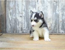 Puppies for sale , pomsky  - Russia, Moscow