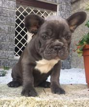 Puppies for sale french bulldog - Canada, Manitoba, Winnipeg