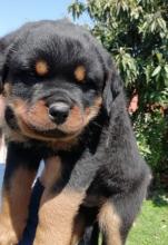 Puppies for sale rottweiler - USA, Colorado