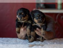 Puppies for sale rottweiler - Canada, Nova Scotia, Halifax