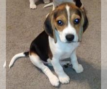 Puppies for sale beagle - USA, Florida