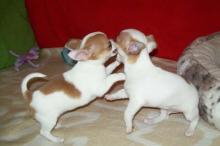 Puppies for sale chihuahua - Russia, Mineral Water