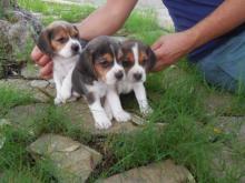 Puppies for sale beagle - Russia, Barnaul