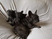 Puppies for sale french bulldog - Sweden, Stockholm