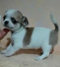 Puppies for sale chihuahua - Russia, Barnaul