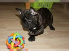 Puppies for sale french bulldog - Russia, Barnaul