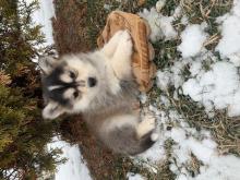 Puppies for sale , pomsky - Moldova, Bender