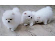 Puppies for sale pomeranian spitz - Kyrgyzstan, Osh