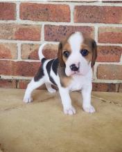 Puppies for sale beagle - Armenia, Vanadzor