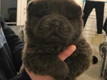 Puppies for sale chow chow - Slovakia, Brno. Price 32 €