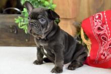 Puppies for sale french bulldog - Moldova, Balti