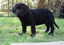 Puppies for sale neapolitan mastiff - Estonia, Narva
