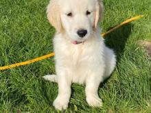 Puppies for sale golden retriever - Poland, Sosnowiec. Price 33 €
