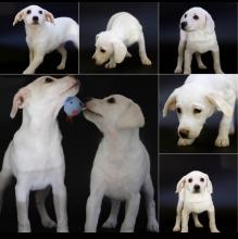 Puppies for sale mixed breed - Greece, all Greek cities