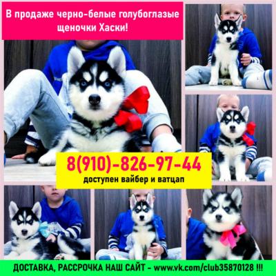 Продам щенка Хаски - Россия, Рыбинск