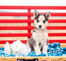 Puppies for sale , husky - Moldova, Balti