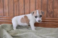 Puppies for sale jack russell terrier - Tajikistan, Dushanbe