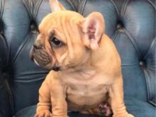 Puppies for sale french bulldog - Czech Republic, Banska Bystrica. Price 32 €