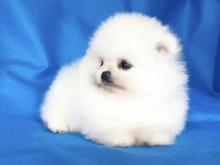 Puppies for sale pomeranian spitz - Czech Republic, Prague. Price 62 €