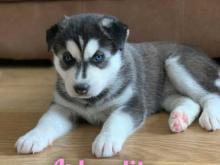 Puppies for sale haski - Bulgaria, . Price 22 €