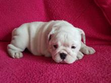 Puppies for sale english bulldog - Finland, Kuopio. Price 10 €