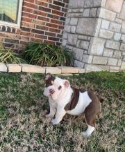 Puppies for sale english bulldog - Lithuania, Akmene. Price 350$ $