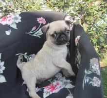 Puppies for sale pug - Portugal, Braga