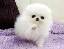 Puppies for sale pomeranian spitz - Canada, British Columbia