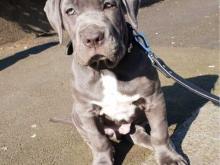Puppies for sale neapolitan mastiff - Ireland, Cork. Price 32 €