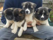Puppies for sale akita - Greece, Heraklion. Price 21 €