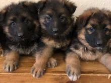 Puppies for sale german shepherd dog - Sweden, Stockholm. Price 10 €