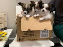 Puppies for sale papillon and phalene - Slovakia, Brno. Price 10 €