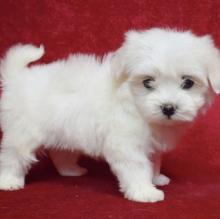 Puppies for sale maltese - Denmark, Odense. Price 10 €
