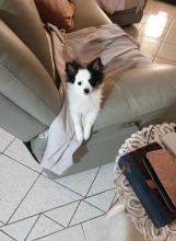 Puppies for sale pomeranian spitz - USA, California, Los Angeles