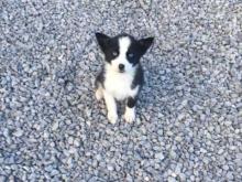 Puppies for sale , pomsky - Ireland, Dublin. Price 155 €