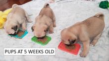 Puppies for sale pug - United Kingdom, Portsmouth. Price 250 €