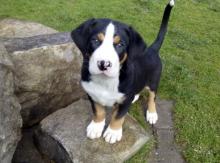 Puppies for sale great swiss mountain dog - Ukraine, Odessa
