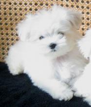 Puppies for sale maltese - Estonia, Narva