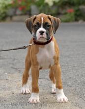 Puppies for sale boxer - USA, Hawaii