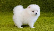 Puppies for sale pomeranian spitz - Latvia, Gulbene
