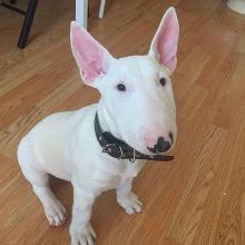 Puppies for sale bull terrier - Estonia,