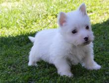 Puppies for sale west highland white terrier - Poland, Bydgoszcz