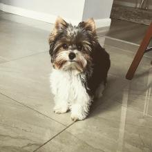 Puppies for sale , biewer terrier - Ireland, Dublin