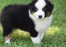 Puppies for sale australian shepherd - Ukraine, Kharkiv
